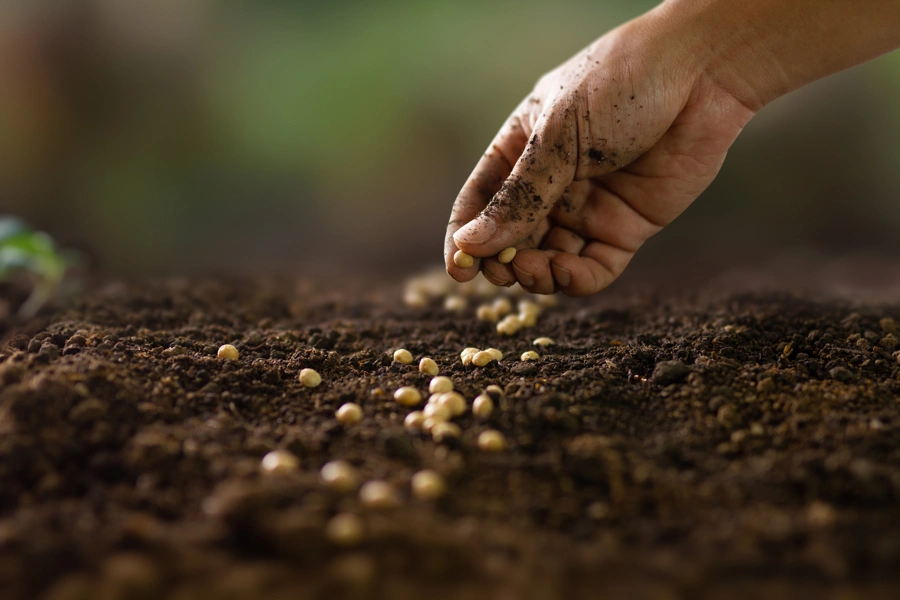 Overseeding